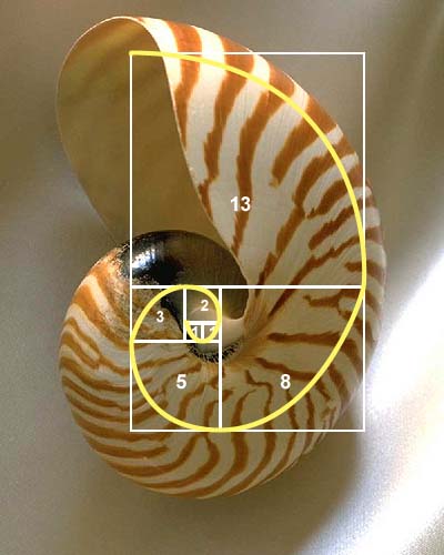 Image of a Fibonacci snail